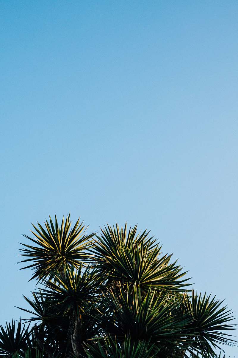 palm tree green leaf tree plant